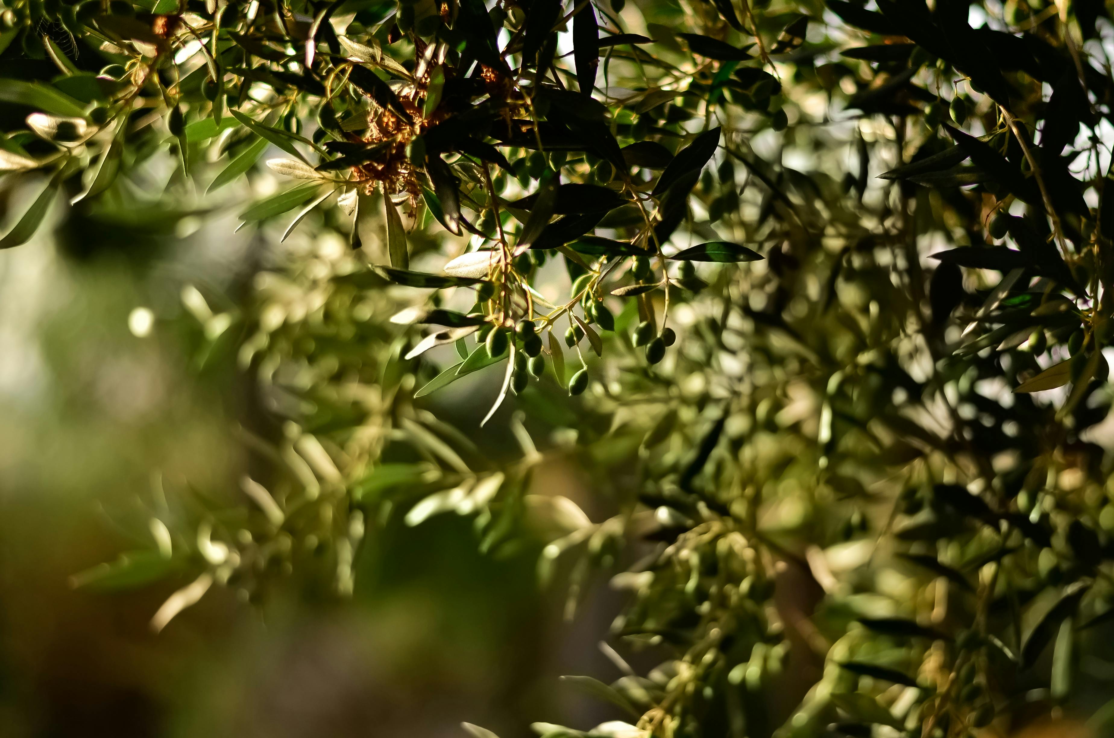 Small-Batch Olive Oil